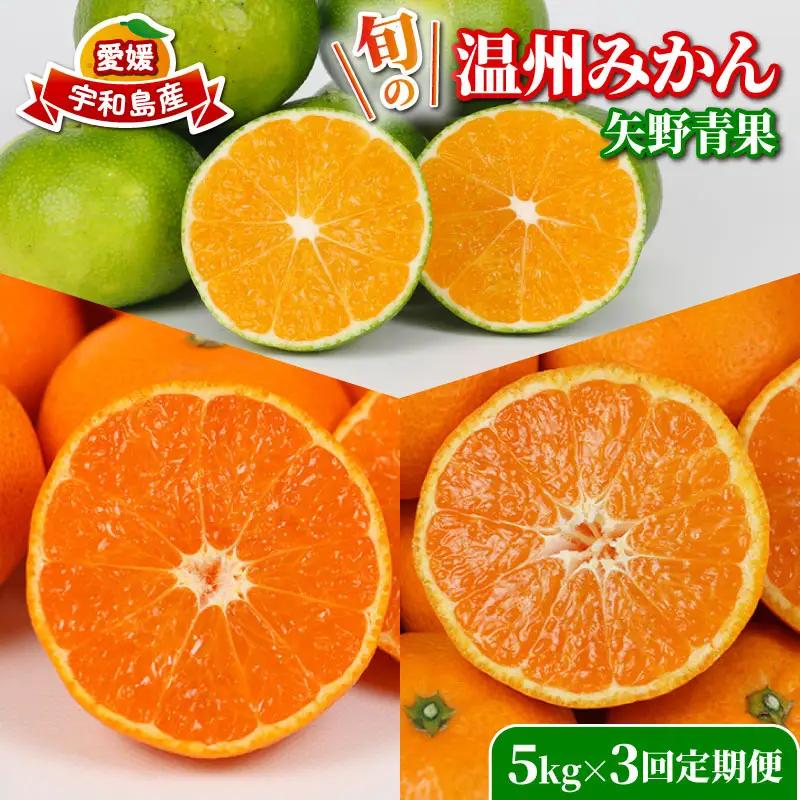 旬の 温州みかん 5kg × 3回 定期便 矢野青果 準贈答用 極早生 宮川早生 南柑20号 みかん mikan 愛媛みかん 愛媛ミカン 愛媛蜜柑 果物 くだもの フルーツ 濃厚 甘い 甘味 さっぱり 酸味 蜜柑 産地直送 数量限定 国産 愛媛 宇和島 B036-171027