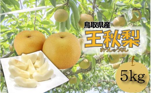 【先行予約】安田農園 梨 ”王秋梨” 5kg箱｜鳥取 岩美 梨 なし ナシ 赤梨 果物 フルーツ【41029】