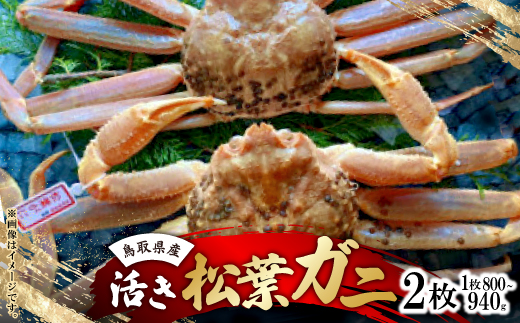 
                  ＜先行予約＞＜活き＞タグ付き松葉ガニ　大　2枚(1枚800～940g前後)　※11月中旬から順次発送【1596417】
                