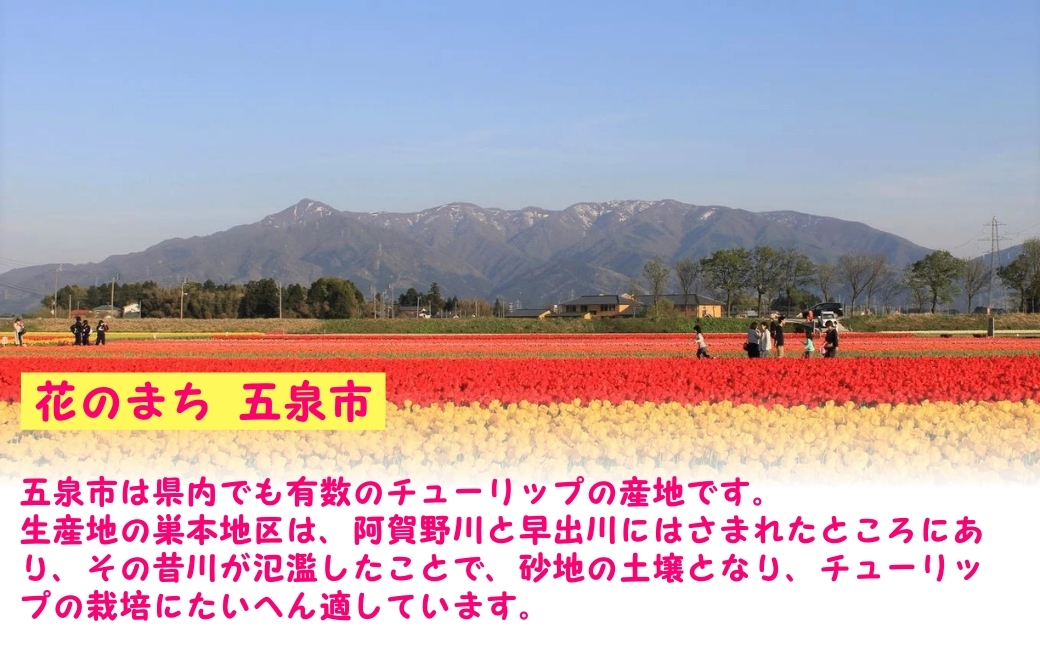 【先行予約】チューリップ球根セット 40球入 （2025年9月中旬より順次発送）