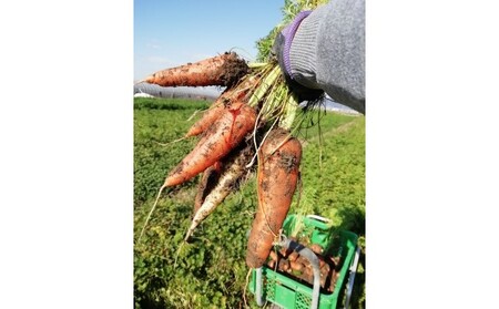 訳あり 規格外 にんじん 約10kg 有機JAS認証取得 栽培期間中農薬 除草剤 化学肥料不使用 野菜 食材 緑黄色野菜 国産野菜 えぐみがない 甘い人参 産地直送 キャロット ベジタブル 