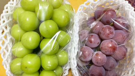 おまかせ！ ぶどう セット 5品種×各1房【2026年9月より発送開始】（茨城県共通返礼品 [ぶどう]：結城市産）