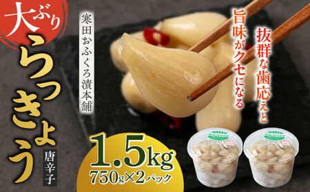 らっきょう 1.5kg（唐辛子）らっきょ ラッキョウ 辣韭 [ABDO003]