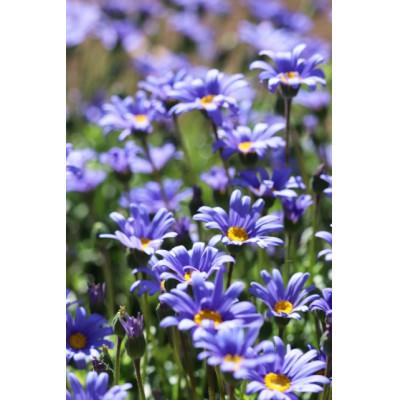 ふるさと納税 美作市 早春を飾る花苗セット【4月発送】　12ポット |  | 03