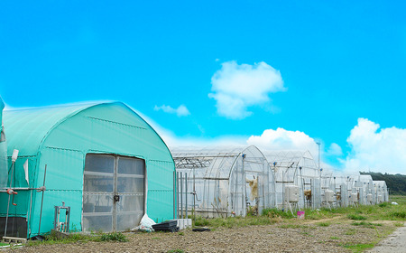 茨城県産とちおとめ 約540g いちご
