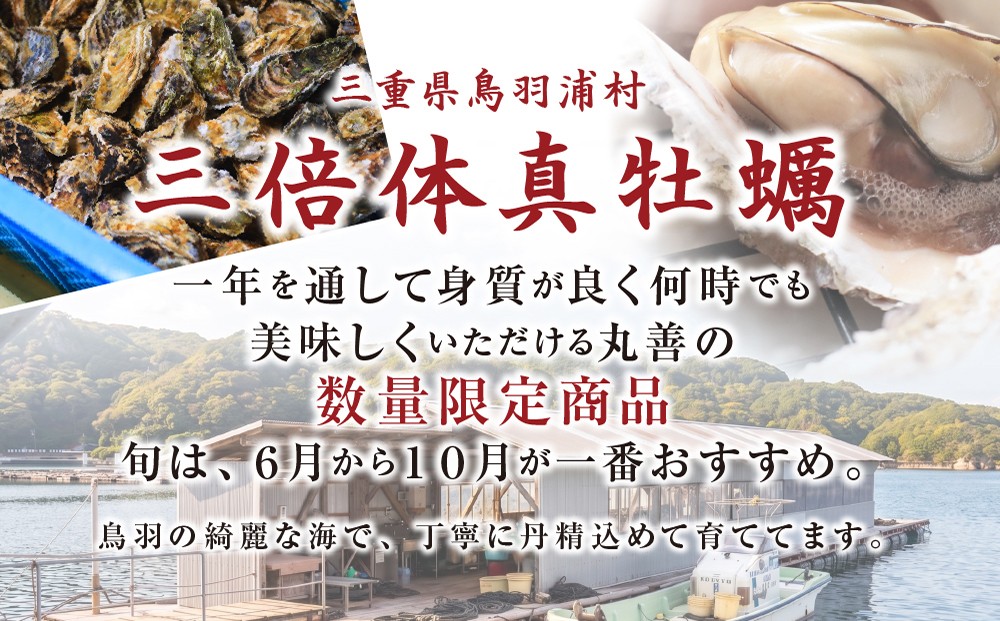 期間限定 三倍体牡蠣 生食用 鳥羽浦村牡蠣