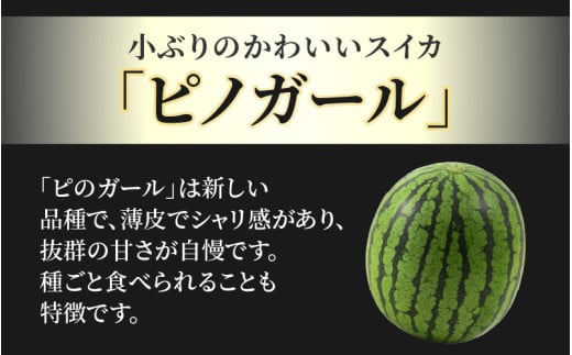 【先行予約】佐藤農園の小玉スイカ ピノガール 2玉（計3kg以上）／福井県 あわら市 フルーツ 夏 果物 西瓜  秀品 農家直送 有機肥料 低農薬 佐藤農園　※2027年5月下旬～6月末の間に順次発送