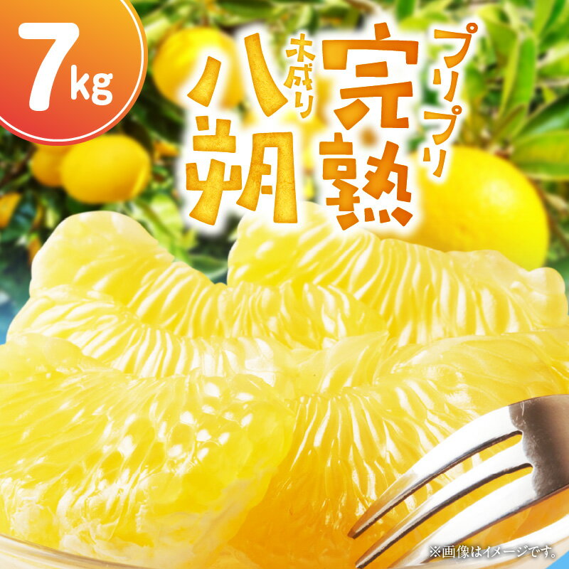 【ふるさと納税】【2026年先行予約】【限定】 完熟！木成り 八朔 7kg【はっさく ハッサク 八朔 さつき 和歌山産】