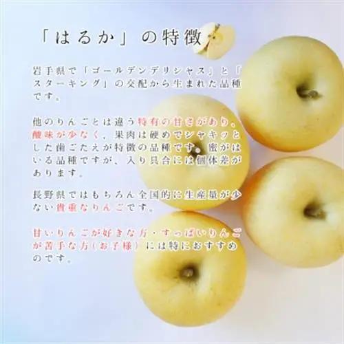【桃沢晴香園】はるか(りんご)5kg【配送不可地域：離島・沖縄県】【1606258】