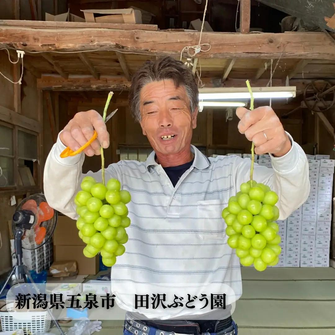 【令和8年産先行予約】シャインマスカット 約2kg (3～4房) 種なし | 新潟県 五泉市 ぶどう マスカット 果物 フルーツ