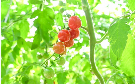 【先行受付】2027年1月～6月毎月発送 新食感!!奇跡のさくらんぼミニトマトの定期便 約500g×6回コース 野菜ソムリエサミット 金賞 受賞 長田農園 産地直送 トマト とまと 野菜 やさい フル