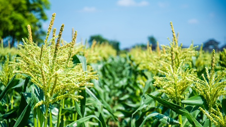 とうもろこし 訳あり ピュアホワイト 約6kg 朝採り 産地直送 令和8年産