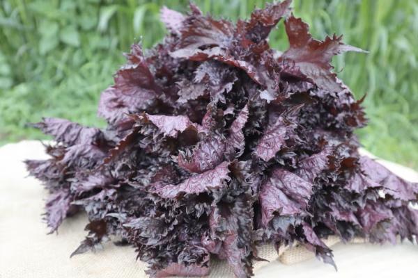 
            夏の暑さに負けるな！「天神赤しそ」（約1,500g）『from 名水の里 秦野』とれたて 産地直送 農家 健康 ジュースに 紫蘇 栄養  008-43-1
          