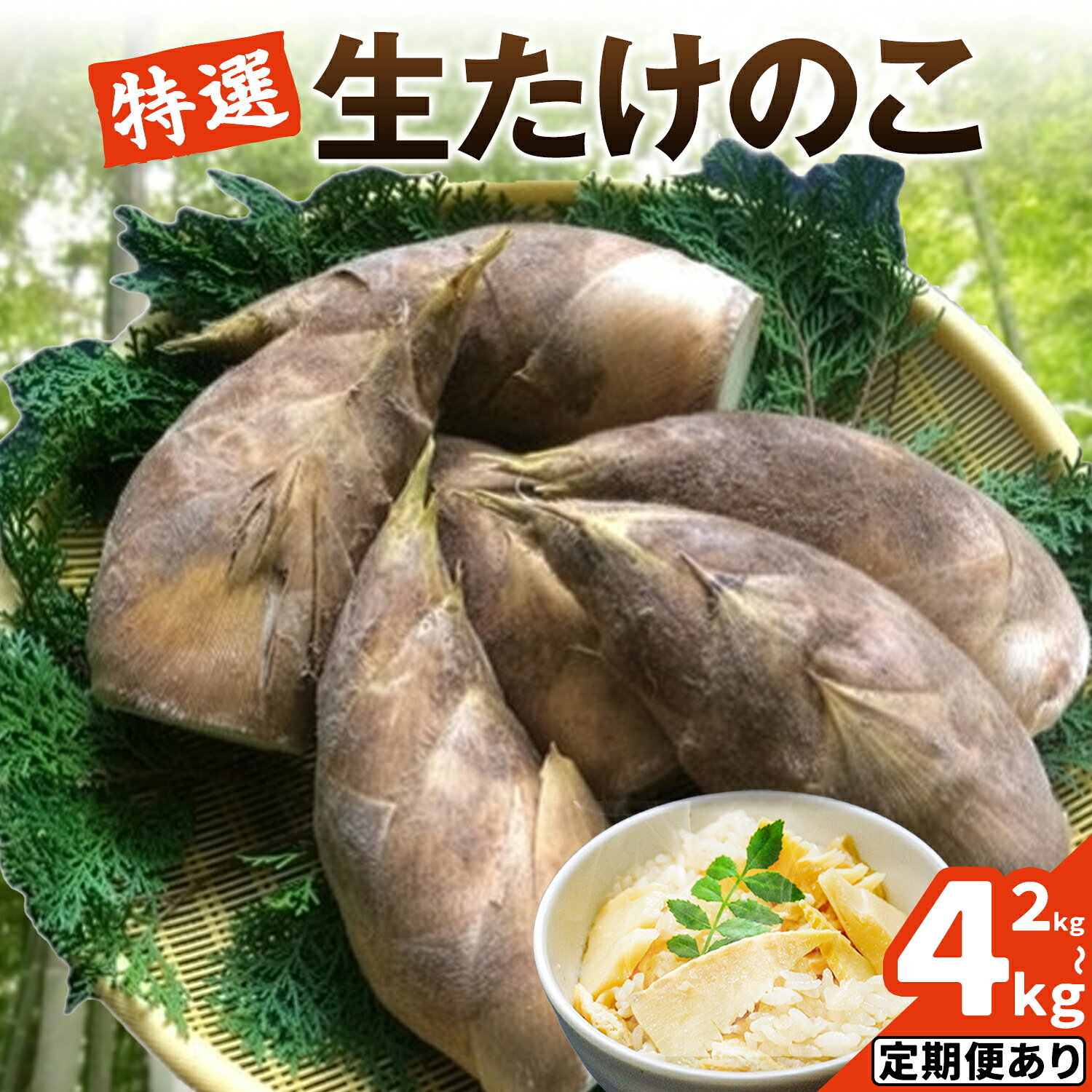 【ふるさと納税】＼米ぬか付き／先行受付 令和9年産 特選生たけのこ 選べる 2kg 4kg 食べ比べ 2kg×2回《3月-4月頃出荷》熊本県産 南関 タケノコ 筍 竹の子 掘りたて 採れたて 春 野菜 国産 新鮮 炊き込みご飯 土佐煮 メンマ 産地直送 古賀商店 ふるさと納税 熊本 たけのこ