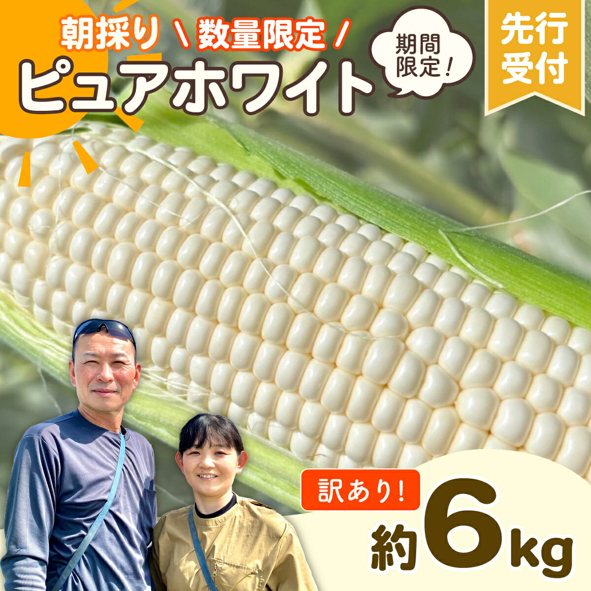 【ふるさと納税】【 訳あり 】【 令和8年産 】【先行予約 2026年6月下旬以降発送 】【数量限定】 朝採り 白い とうもろこし ピュアホワイト 約6kg トウモロコシ コーン 旬 BBQ バーベキュー 夏野菜 甘い 期間限定 ふるさと納税 6000円