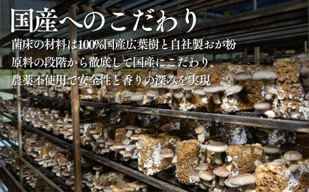 大粒 肉厚国産 生しいたけ 11粒 | しいたけ 株式会社レインボー