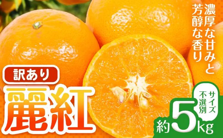 みかん 訳あり 麗紅 5kg 麗紅