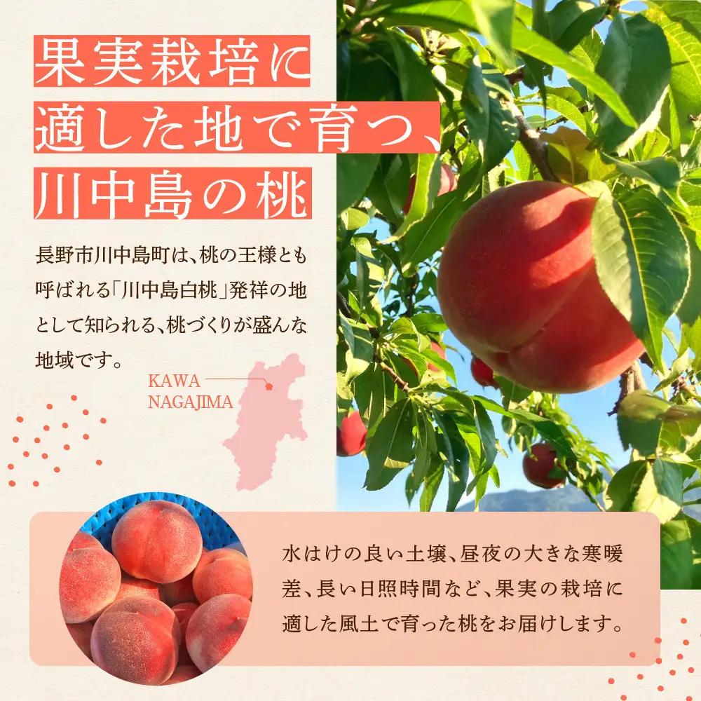 すーさんの果樹屋　【先行予約】川中島の桃 大玉3玉 品種おまかせ 8月中旬～8月下旬発送予定 |桃 フルーツ