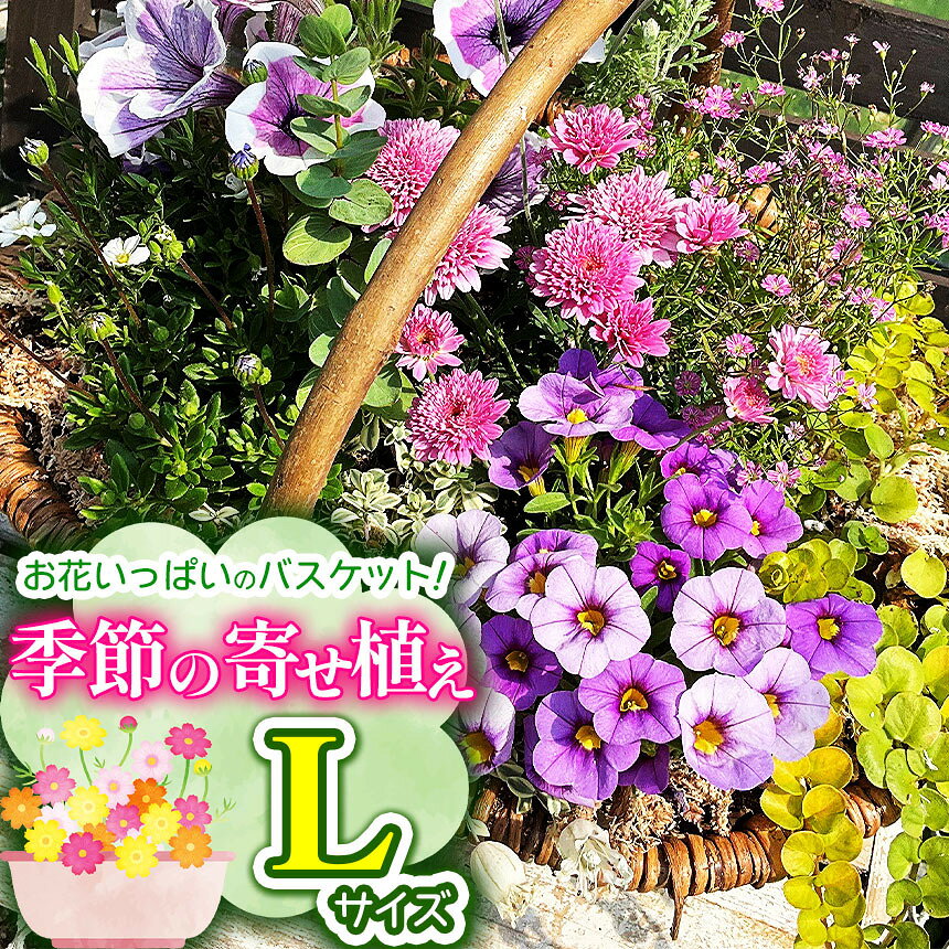 【ふるさと納税】 お花一杯バスケット寄せ植えLサイズ(35cm程度)季節の寄せ植え | お花 花 バスケット 季節の花 ガーデニング ガーデン 寄せ植え 苗 兵庫県 上郡町