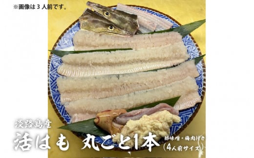 淡路島産活はも 丸ごと1本　4人前サイズ　酢味噌・梅肉付き / 国産 淡路島 ハモ 鱧 湯引き 天ぷら しゃぶしゃぶ 鍋 骨切り済