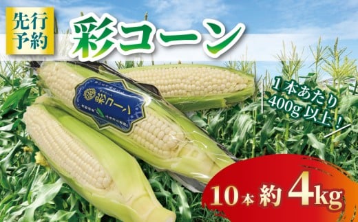 先行受付 【白いとうもろこし】 彩コーン 約4kg 10本 《2026年6月～7月発送》 ホワイトコーン とうもろこし コーン スイートコーン 朝食 昼食 夕食 デザート 甘い 国産 スイーツ おやつ 糖度 野菜 新鮮 産地 直送 人気 おすすめ ふるさと納税 京都 八幡 八幡市 ふるさと農園