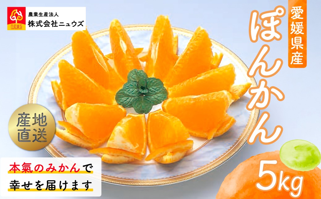 【先行予約】産地直送！愛媛県産ぽんかん 5kg（2027年1月上旬より順次発送） IKTF016
