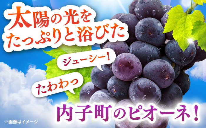 種無しピオーネ2kg／ぶどう 種なし フルーツ くだもの 内子町【フルーツファームやまおか】 [BKCO001]