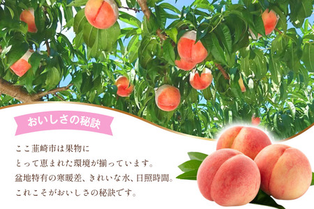 【先行受付】訳あり もも 白鳳 or 白桃 4号 約3.3kg(9～12玉)【6月後半から順次発送】 [斎庵 山梨県 韮崎市 20742517] 桃 モモ フルーツ 期間限定 季節限定 冷蔵 農福連携