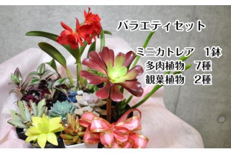 人気植物10種バラエティセット(B899-1）
