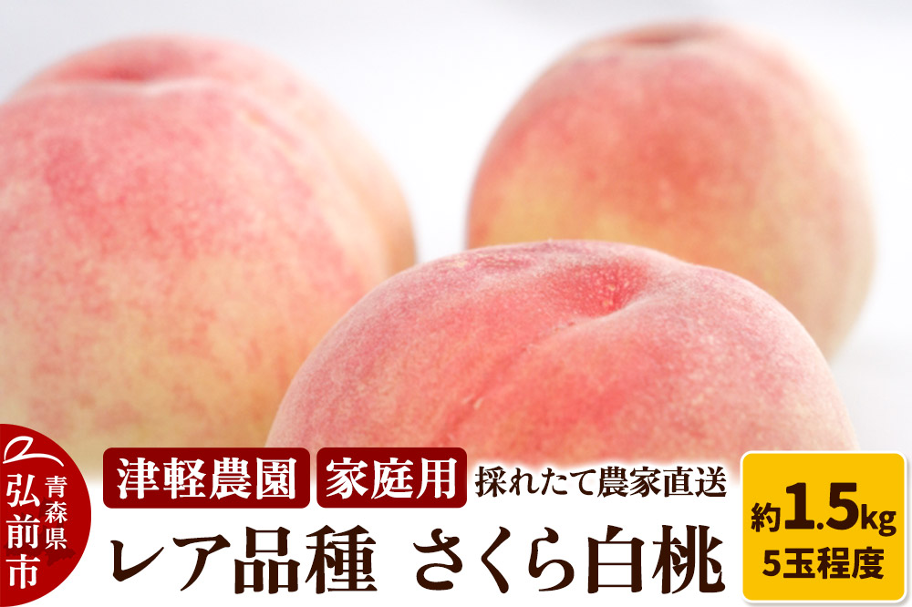 もも【2025年産 レア品種 さくら白桃】家庭用 約1.5kg 5玉程度 ASIAGAP認証農場 津軽農園 採れたて農家直送
