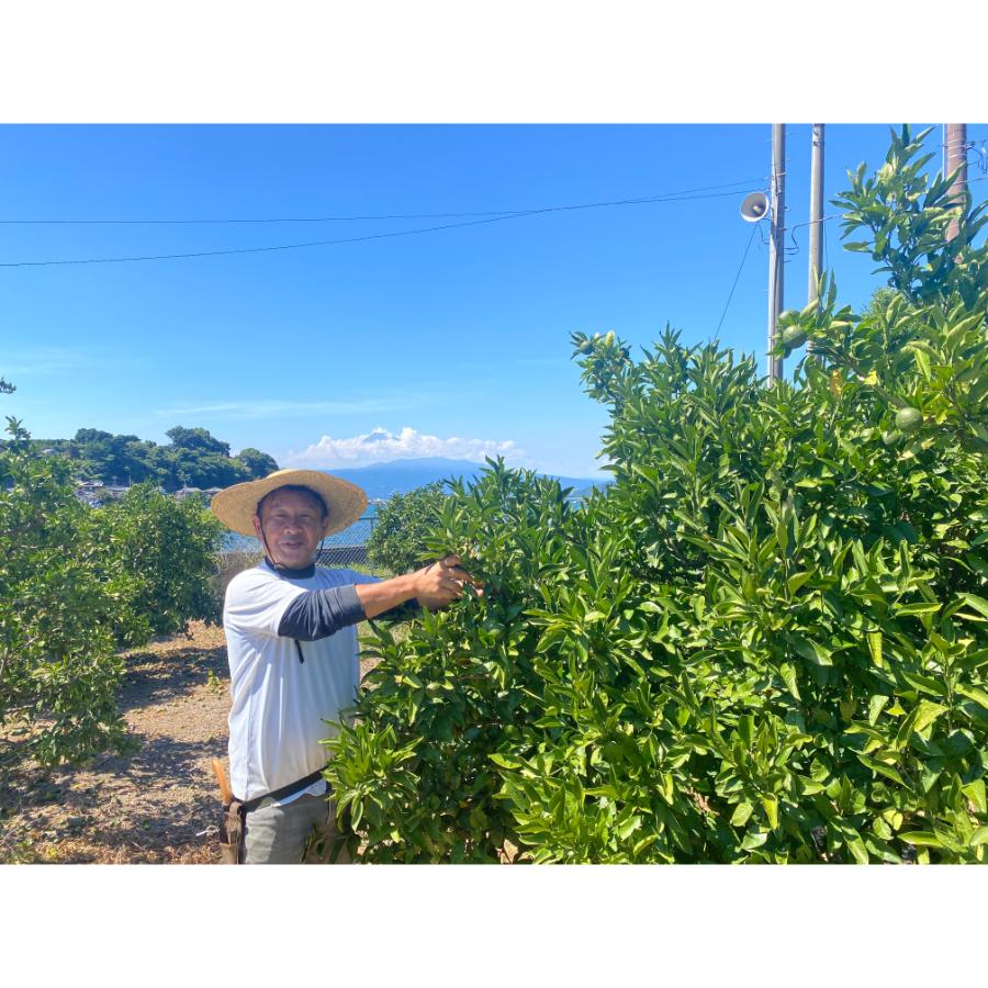 ＜木負観光みかん園＞青島みかん5kg　贈答用