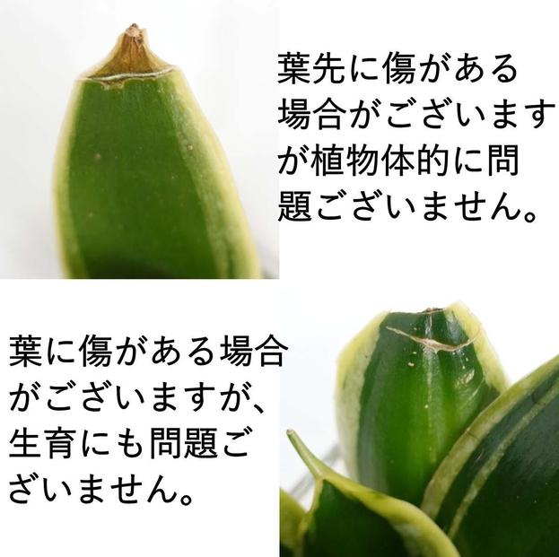 【観葉植物】土を使わないで清潔なミニ観葉植物 ゼオライト植え・ガラス鉢 スクエア形 2鉢セット（サンスベリア）｜観葉植物 インテリア 部屋 おしゃれ 福岡県筑前町 送料無料