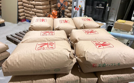 令和7年産 ハツシモ 玄米 10kg 腸活 ヘルシー 米 ブランド米 岐阜市 / 川瀬ファーム[ANIB004]