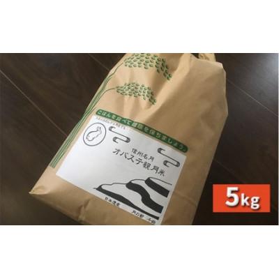 ふるさと納税 千曲市 信州名月　オバステ観月米　5kg |  | 03