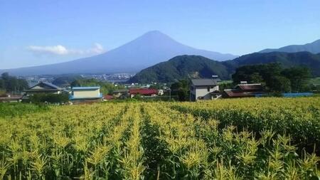 ＜2024年8月発送＞富士河口湖町産Inakakara「ドルチェドリーム」10本