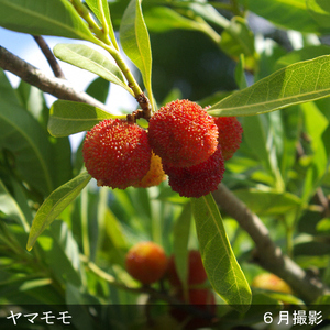 大苗 ◇ ヤマモモ(山桃) (品種おまかせ)[地中ポット苗] 《果樹 果樹苗 落葉樹 苗木 瑞光 森口 やまもも》※北海道・沖縄・離島への配送不可 ※2025年10月中旬～12月頃、2026年4月上旬