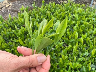 【新茶 5本】先行予約 2027年度産 新茶 5本 お茶 静岡 日本茶 飲料  茶葉 小栗農園 牧之原市 静岡県