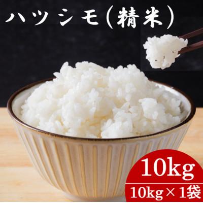 ふるさと納税 羽島市 令和7年産　岐阜県産ハツシモ(精米)10kg  国産 米