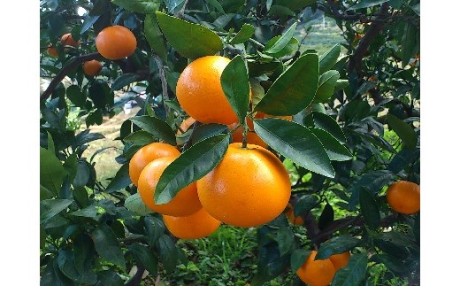 おひさまをたっぷり浴びた早津みかん園の「おひさまおれんじ」