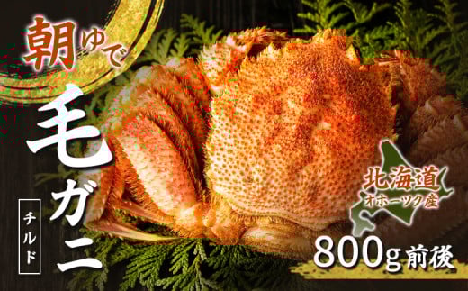 北海道 オホーツク海産 朝ゆで 毛ガニ 800g前後 (冷蔵)| ふるさと納税 毛ガニ 毛がに 毛蟹 カニ かに 蟹 冷蔵 チルド オホーツク オホーツク産 オホーツク海産 朝茹で 浜茹で 刺身 海鮮 海産物 お取り寄せ ワンストップ マイページ 雄武漁業協同組合 雄武町 お取り寄せ 北海道 雄武町 雄武【07148】