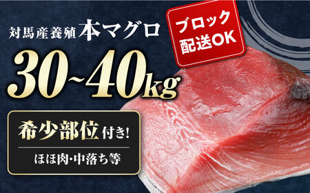 対馬産 養殖 本マグロ 1尾（30～40kg）《対馬市》【対海】 冷凍 新鮮 ブロック 1本 お祝い パーティ 景品 贈り物 鮪 トロ 50万 [WAH005]