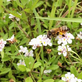 国産ハチミツ180g　4本セット（013_5001）