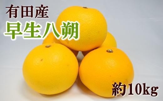 
                  ［数量限定］有田産早生八朔約10kg（サイズ混合）★2026年12月中旬頃より順次発送
                