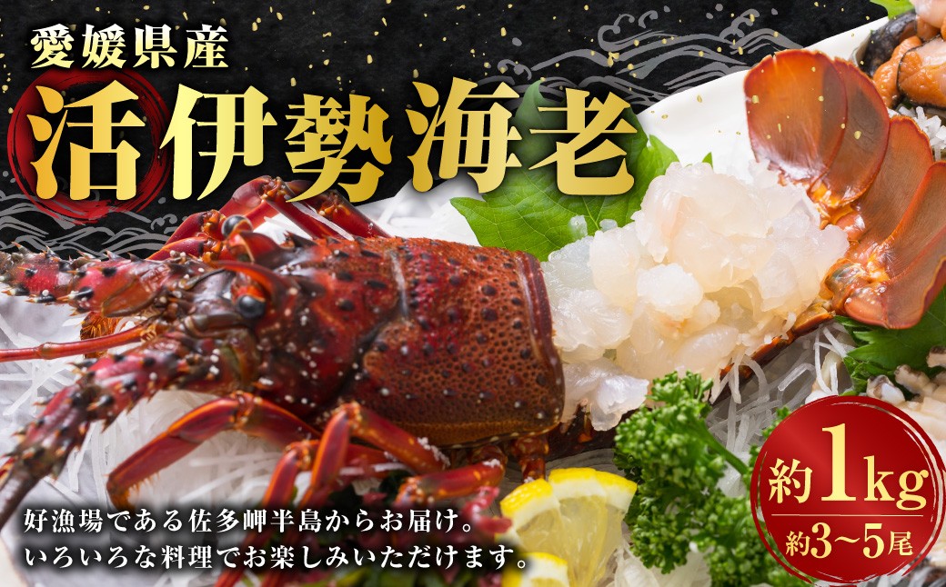 
            伊勢海老 1kg以上 伊勢エビ イセエビ 海鮮 魚介 冷蔵 愛媛県【2025年9月上旬～2026年1月下旬発送予定】 （846）
          