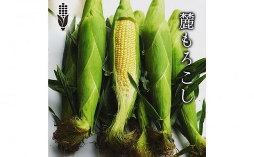 
            【令和7年産】早朝2時収穫！鮮度抜群！ 朝採り とうもろこし「 麓もろこし 」5kg (12本入り)  スイートコーン
          