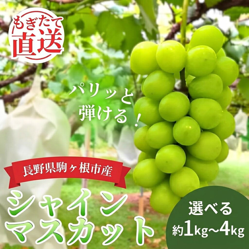 【ふるさと納税】2026年産 シャインマスカット 選べる 1kg 2kg 3kg 4kg 長野 農家からもぎたて直送 ぶどう 種なし 皮ごと 産地直送 フルーツ 果物 デザート おやつ マスカット ブドウ 葡萄 秋 旬 駒ヶ根市産 信州 長野県 長野県産　お届け：2026年9月中旬～11月上旬