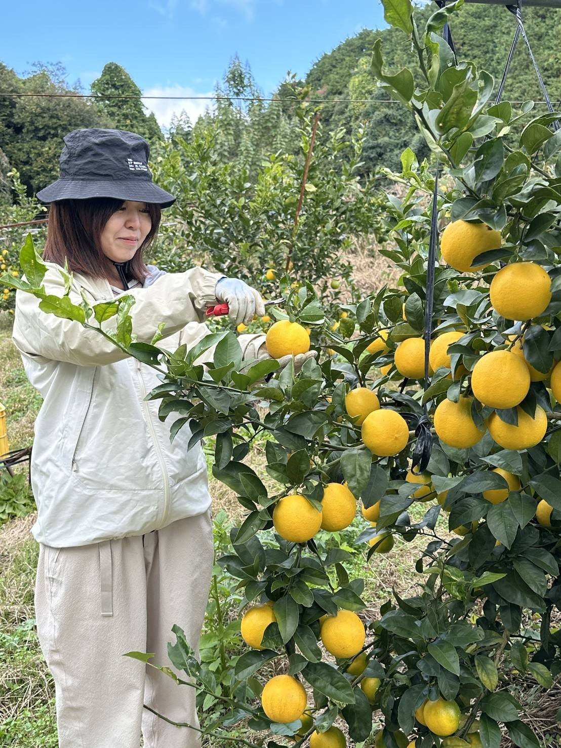 マイヤーレモン 国産レモン 完熟レモン れもんレモン レシピ 柑橘