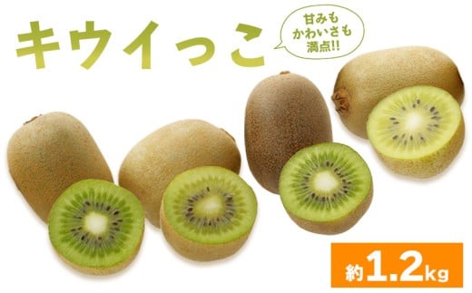 先行予約 キウイフルーツ キウイっこ 約1.2kg  果物 フルーツ キウイ グリーンキウイ デザート スイーツ ケーキ ジュース ゼリー アイス シャーベット ジェラート フルーツ大福 ドライフルーツ  ギフト 家庭用 旬の果物 旬 ビタミンC 美容 健康 お取り寄せ グルメ 人気 おすすめ 香川県 丸亀市