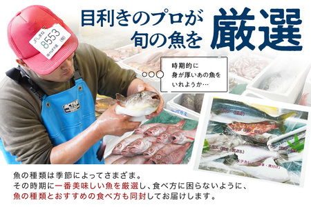 どんちっち浜田【輝き】鮮魚～最高級この男シリーズ～ 海鮮 鮮魚 詰め合わせ セット 【2015】