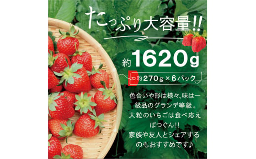 【先行予約】【全2回定期便】【 数量限定 】 あまおう いちご 1,620g (約 270g×6パック) 【2026年3月初旬より順次発送】糸島市 / 株式会社HSP-テクノ グランデ 等級 福岡県産